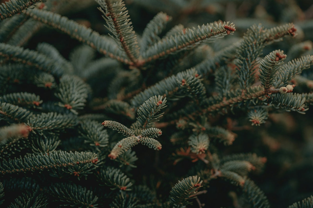 Cómo cuidar tu árbol natural para que dure toda la temporada